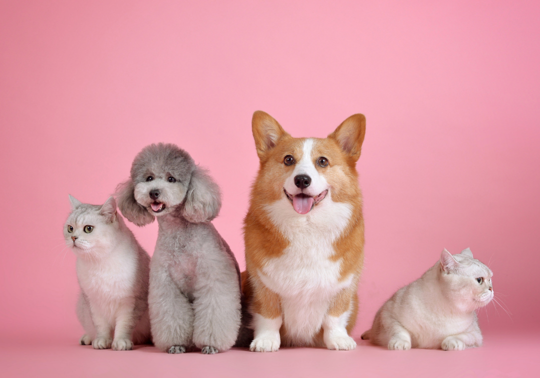 Should Landlords Let To Tenants With Pets?