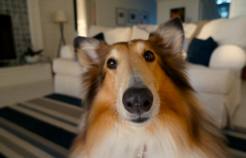 Should You Let Your Property to Pet Owners?