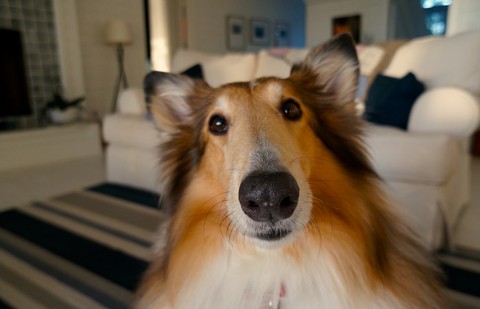 Should You Let Your Property to Pet Owners?